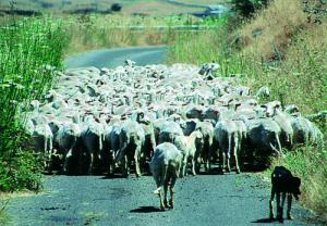 Cestu nám zatarasilo stádo ovcí. Není divu, na ostrově jich žije několik miliónů.
