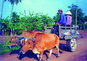 Na vesnici je jediným dopravním prostředkem trpělivé dobytče.