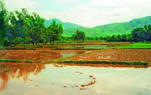 Rýžová pole v centrálním Vietnamu těsně po sedbě