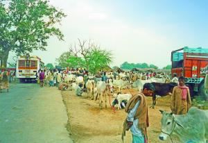 Trh s posvátnými krávami v Ganžské nížině