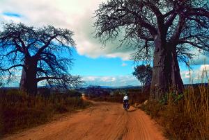 Cesta lemovaná překrásnými baobaby