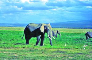 Národní park Amboseli - to jsou hlavně sloni