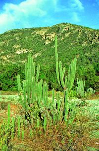 Kaktusy na východě si s mexickými nezadají, dosahují výšky více než 3 metrů.