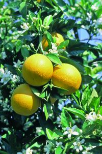 Pomeranče začínají kvést, když předchozí úroda dozrává
